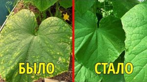 ОГУРЦЫ КРИЧАТ ОТ БОЛИ! Срочно полейте этим - листья моментально оживут!