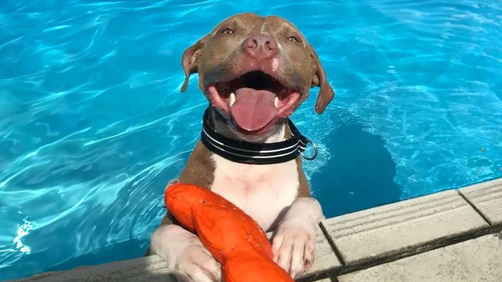 Собаки против воды 🤣 Самые смешные собаки, играющие с водой, подборка 2025 года