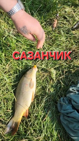 🔥Цапнули-ЖЫРНОГО САЗАНЧИКА 🔥 на платном пруду! Лето-2025!