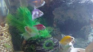 Аквариумные рыбки