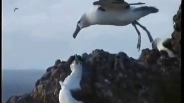 Tadeusz - song Albatros смотреть онлайн