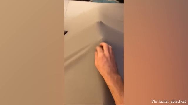 Лучшая подборка самых смешных животных