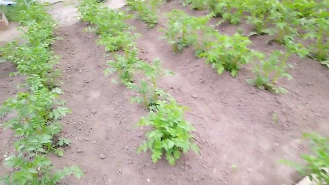 Что у меня на даче творится 😊