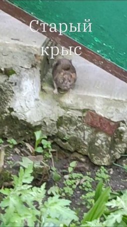 Старый одноглазый крыс.