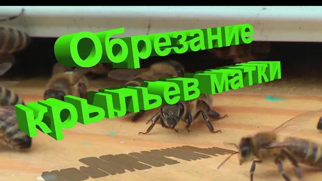 Обрезание крыльев маток: Научный взгляд профессора Кашковского