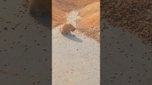 подборка видео с котиками