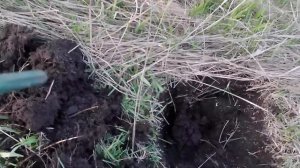 Коп за час до заката.