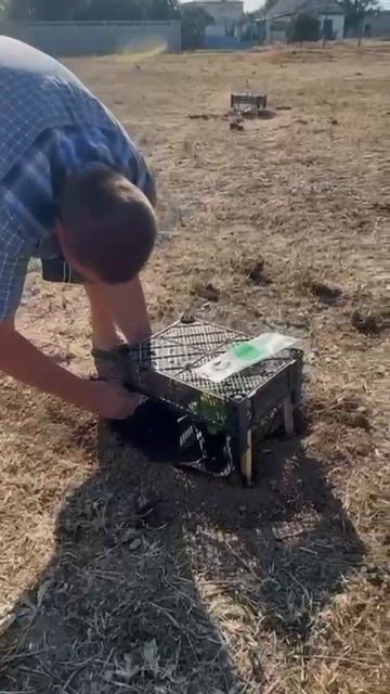 Высадка деревьев Павловнии в Крыму