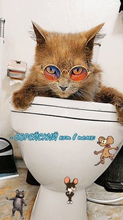 #Мой #кот #весь #в #меня😎🤪🤘