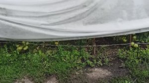 🍅🌫️ Как защитить томаты от росы и туманов в открытом грунте – проверенные методы
