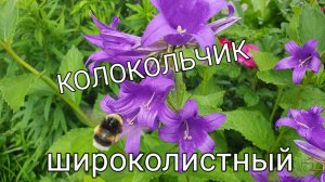 Колокольчик