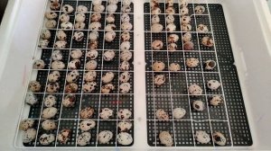 Перепелочки скоро вылупятся!