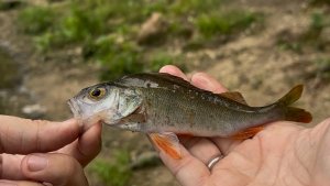 Разведка Пахры #мормышинг