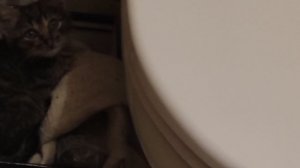 кот Василий в надежных добрых руках...