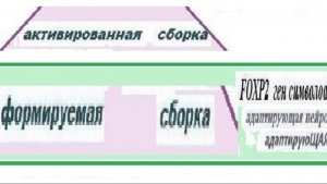 5-3-2++++  фаза    синтезирования пластики внутри  нейронов  и формирования связей между нейронами