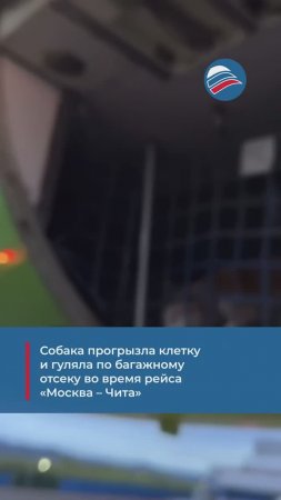 Собака прогрызла клетку и гуляла по багажному отсеку во время рейса «Москва – Чита»