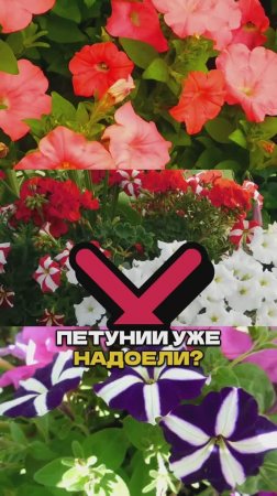 Зачем Вам Петунии, Если Есть ЭТО? 🌸💥  #цветы #дача #сад