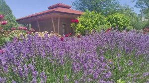 🌿💜Лаванда зацвела в санатории Пирогова💜🌿