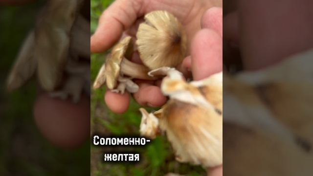 Волоконница трещиноватая 
Inocybe fastigiata