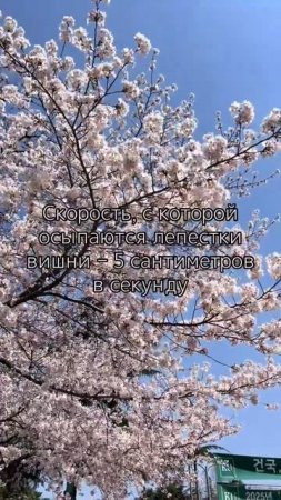 с детсва эта фраза врезалась в память. и всегда прокручивается в голове, когда вижу это вживую