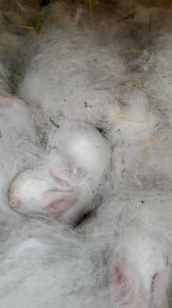 У НАС РОДИЛИСЬ КРОЛЬЧАТА
