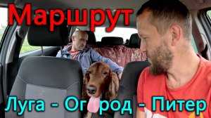 Отвезли лохмача в Лугу на стрижку, вернулись окучать огород и отремонтировать авто, и сразу обратно.