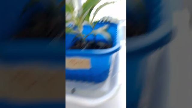 Лиза плей