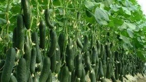 ЛУЧШИЕ ПОДКОРМКИ ПЛОДОНОСЯЩИХ ОГУРЦОВ БЕЗ ХИМИИ