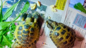 Среднеазиатские черепашки за ужином