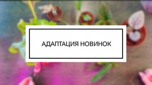 АДАПТАЦИЯ НОВЫХ РАСТЕНИЙ