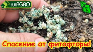КАК НЕ ПУСТИТЬ ФИТОФТОРУ К СЕБЕ В ОГОРОД. Один самый важный шаг к избавлению от фитофторы.