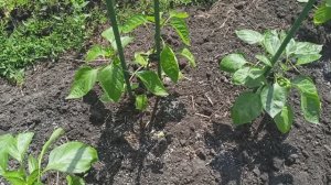 🌶️🌱 Когда и как высаживать перец в грунт – пошаговая инструкция для начинающих