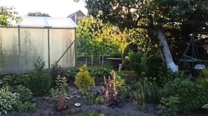 Срочно обработайте виноград после цветения 🙏🍇🍇🍇