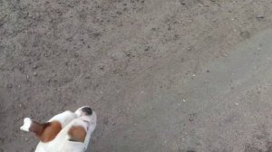 Бульдог - бросалась на машины.