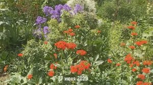 Городской цветник 27.06.25. Колокольчик молочноцветковый, чий вейниковый, мальвы, полынь