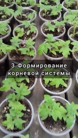 Зачем пикировать рассаду? 🍅🍅🍅