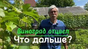 Виноград в июле: что делать после цветения для суперурожая?