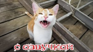 Приколы с котами!   С ОЗВУЧКОЙ! Смешные коты! Самые смешные животные! Смех и ржака!