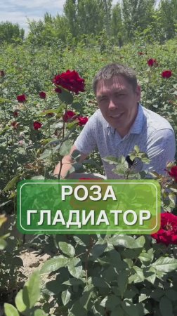Роза чайногибридная Гладиатор — истинный символ величия и силы! 🌟