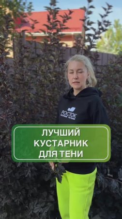Пузыреплодник - идеальный выбор для посадки в тени ☁️