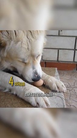 Еще 5 крутых продуктов для собак