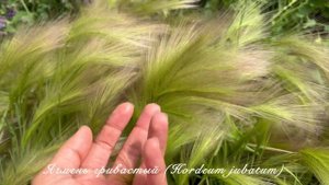 Ячмень гривастый в питомнике Агро-ра