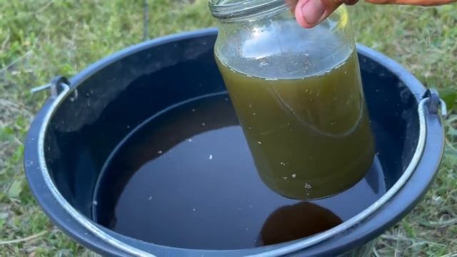 Секрет крупных кочанов: как я ухаживаю за капустой для плотного урожая!