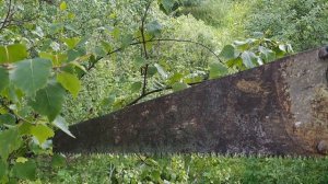 Центр здоровья Высоково. Наши пчелки убежали от нас на дерево