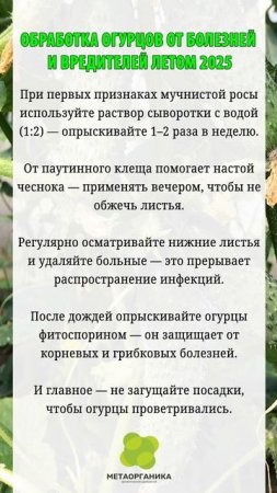 Обработка огурцов от болезней и вредителей летом 2025