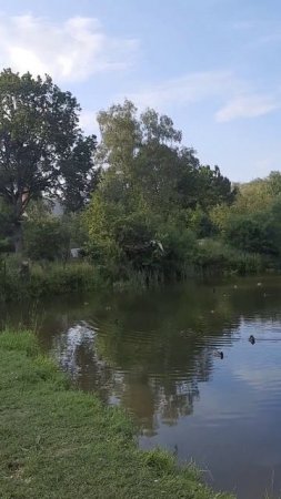Чайка на 
Рыбной Ловли