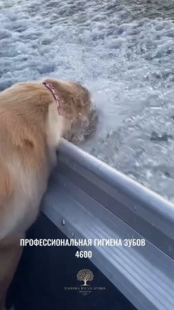 Начистим ваши зубы!