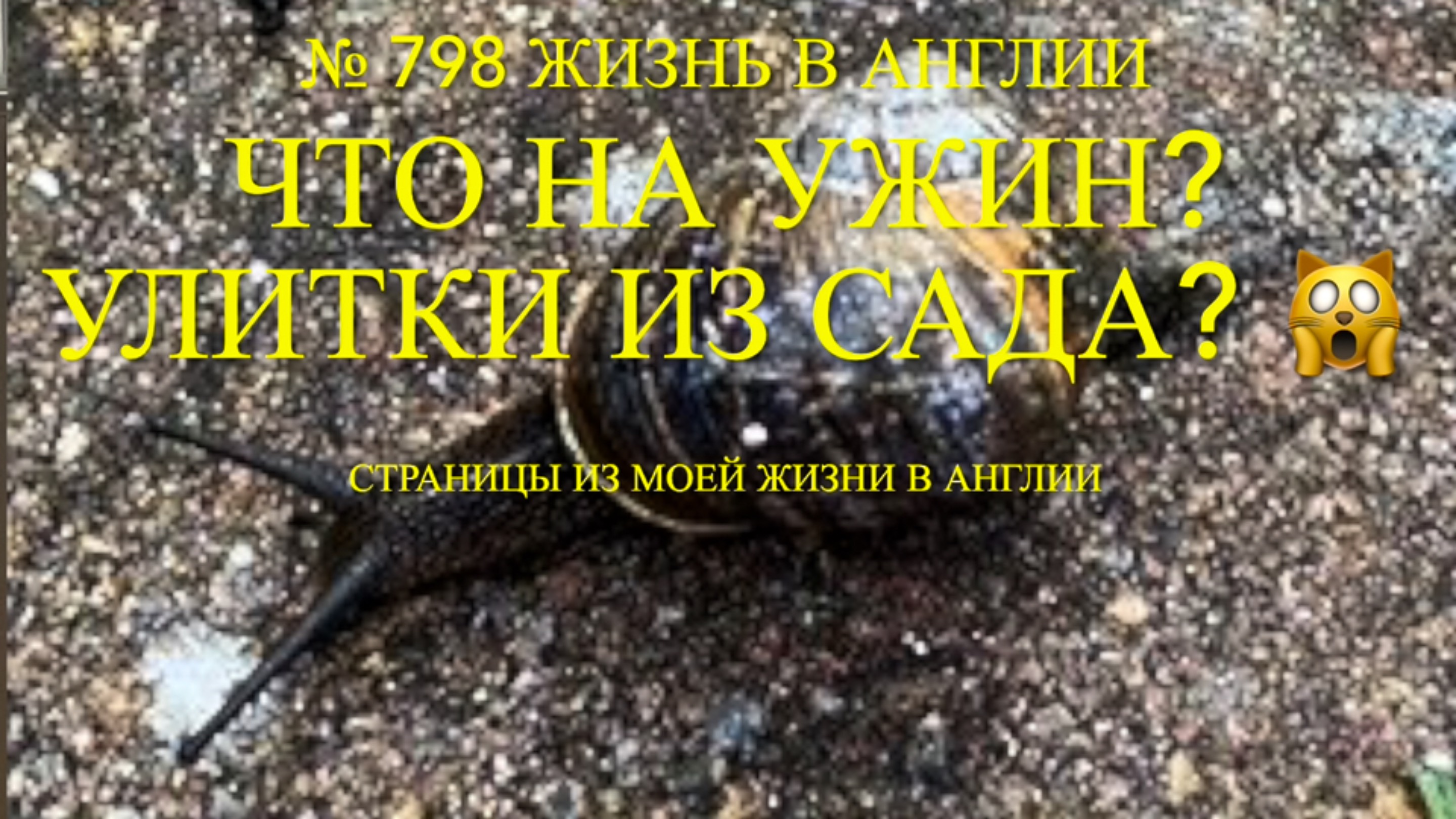 Что на ужин? Улитки из нашего сада? 🙀 Распаковка покупок. № 798 Жизнь в Англии