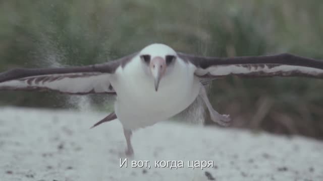 Джаз клуб над речкой Мокша. "АЛЬБАТРОС". Песня на стихи Шарля Бодлера смотреть онлайн