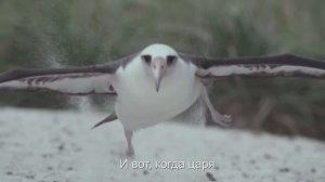 Джаз клуб над речкой Мокша. "АЛЬБАТРОС". Песня на стихи Шарля Бодлера